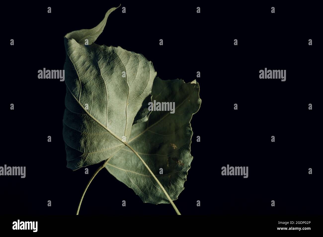 Bella sbiadita vecchia una foglia o un nero. Minimalismo stile autunnale. Motivo di sfondo per la progettazione. Foto Stock