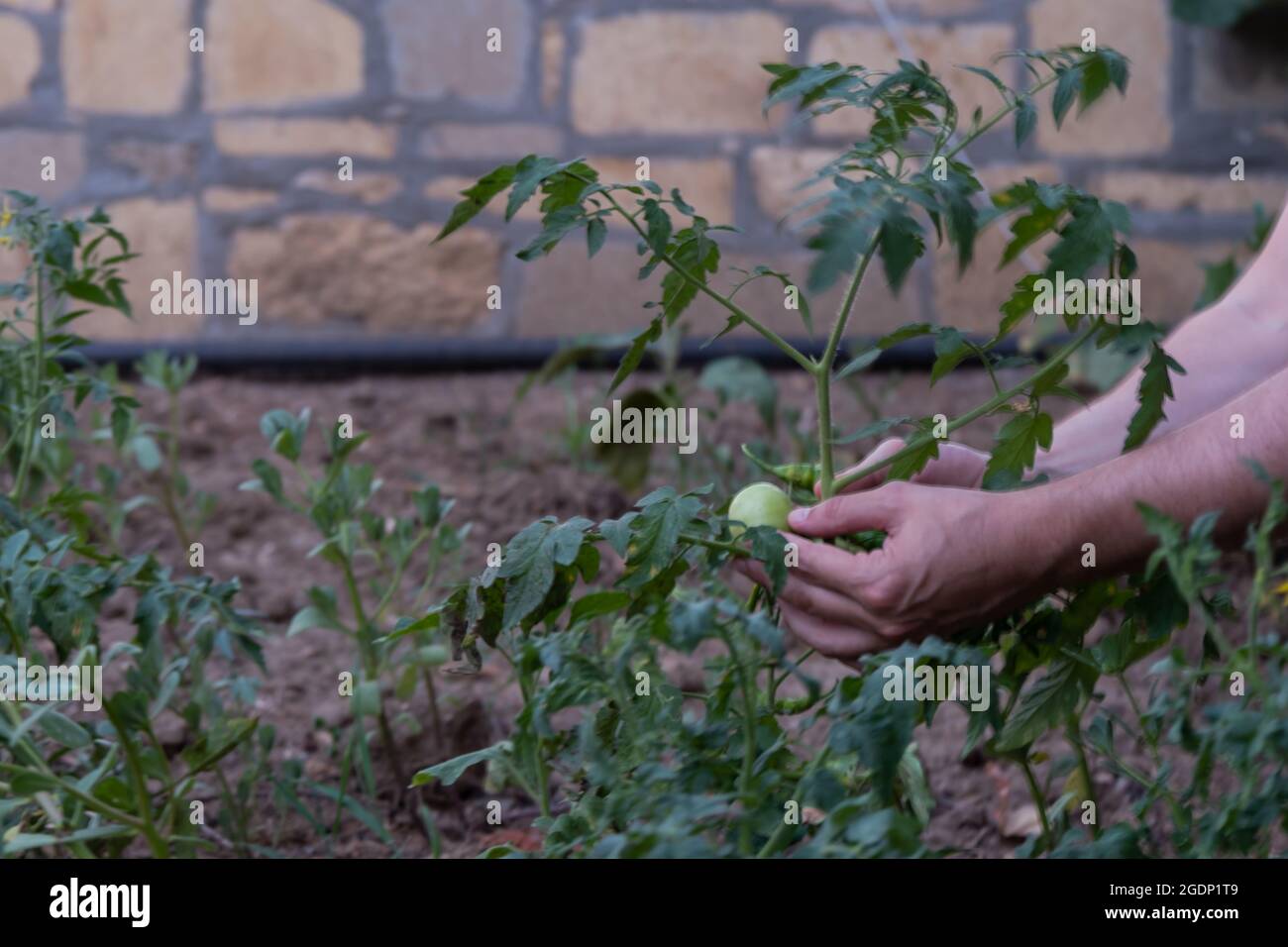 persona che raccoglie e piantando pomodoro dalla pianta nel giardino di cortile, agricoltura biologica, tenendo verdure con le mani Foto Stock