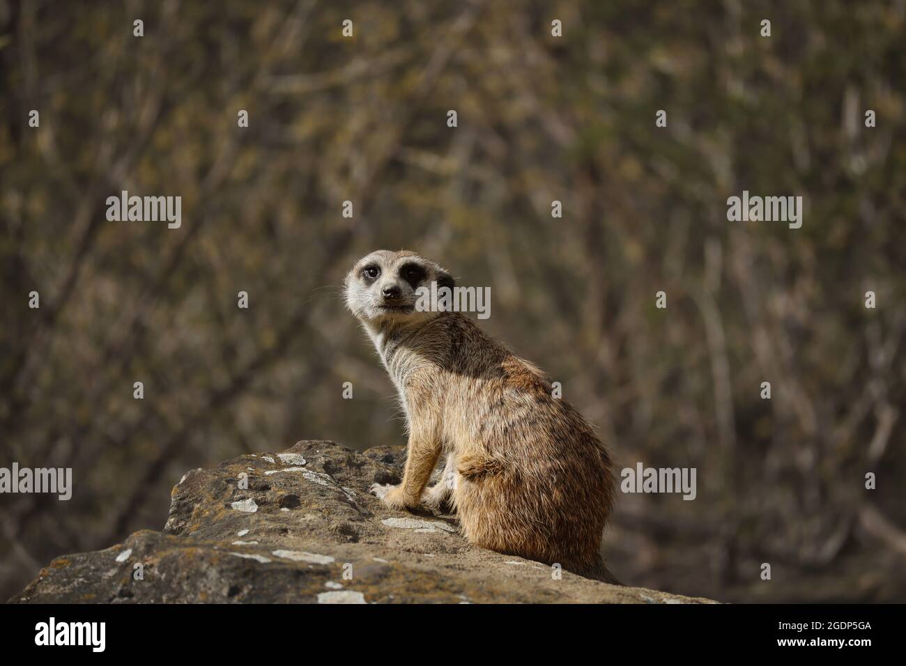 Vigile Suricate su Rock nel giardino zoologico. Zoo Africano animale chiamato Meerkat ((Suricata Suricatta). Foto Stock