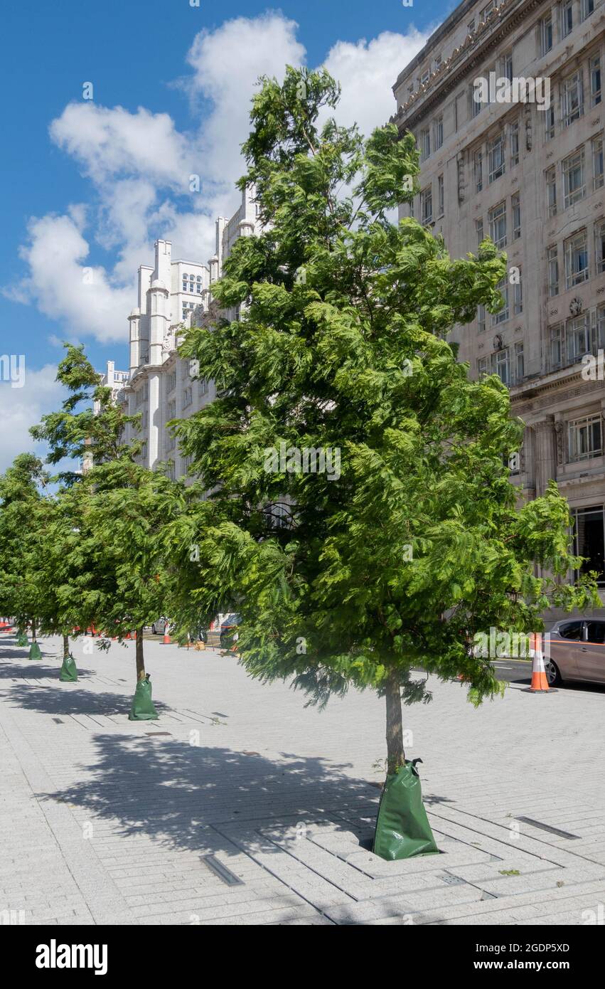 Nuovi alberi piantati lungo lo Strand a Liverpool Foto Stock