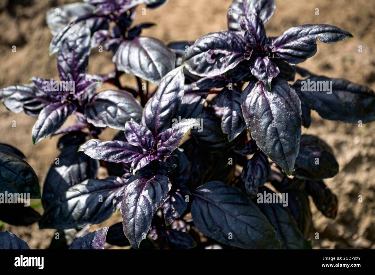 Molte foglie di basilico viola maturo in primo piano nel giardino estivo  Foto stock - Alamy