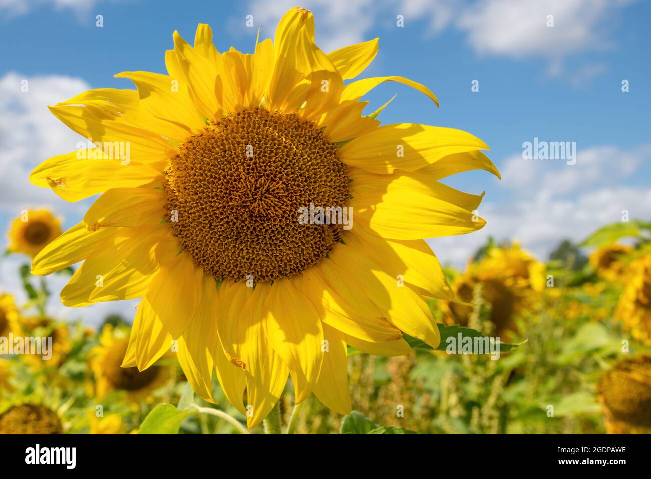 Un campo di girasoli in fiore in tarda estate. Foto Stock