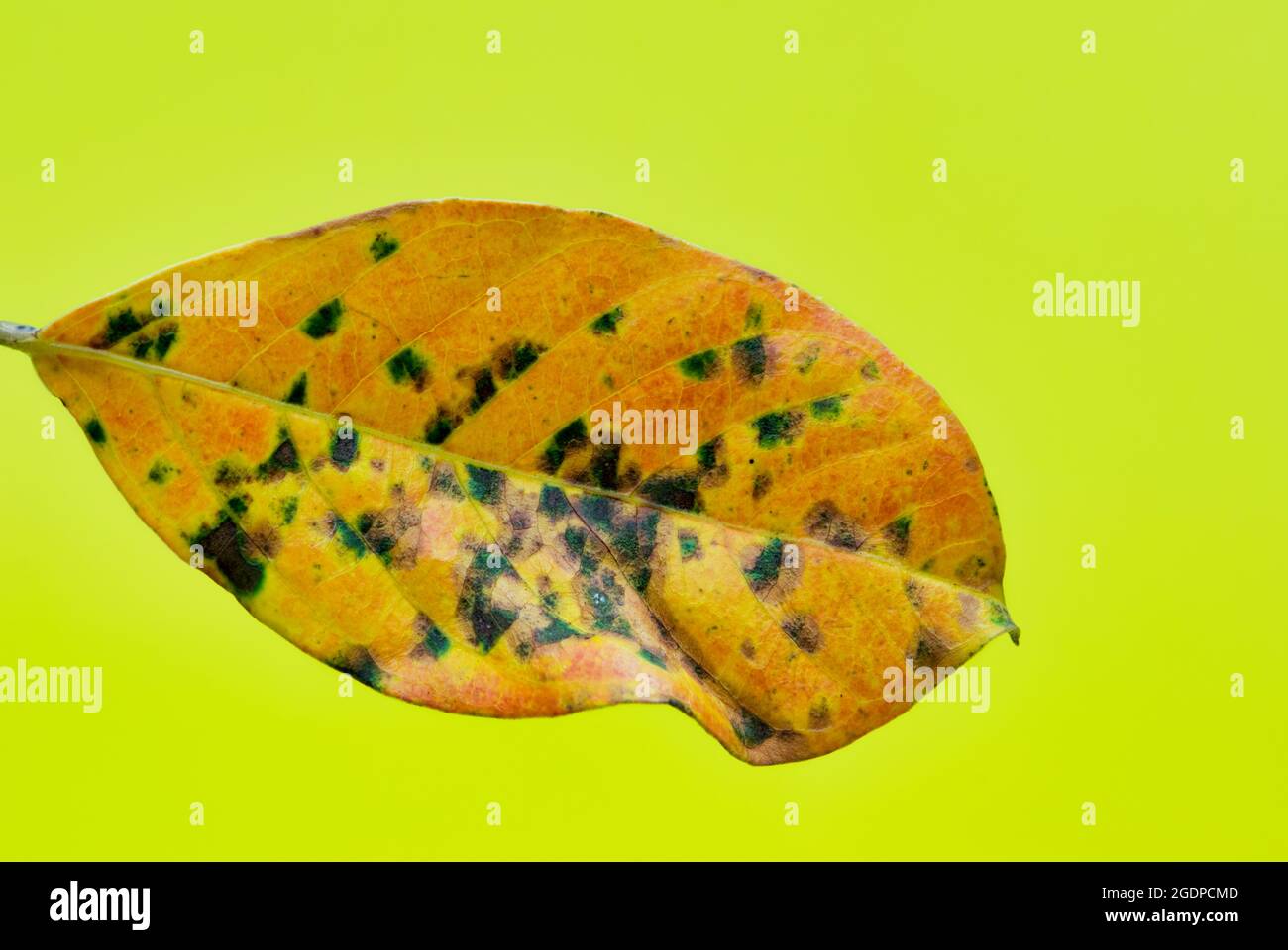 Foglia di biancospino indiano morto (Rhahiolepis indica) con macchie di malattia su di esso isolato su uno sfondo giallo. Foto Stock