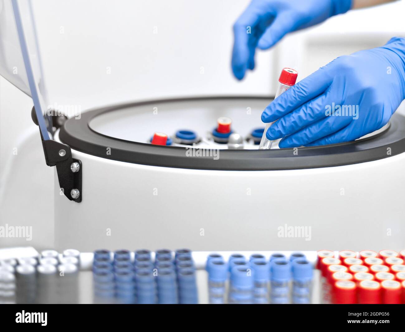 Installazione di provette in una centrifuga medica da laboratorio. Foto Stock