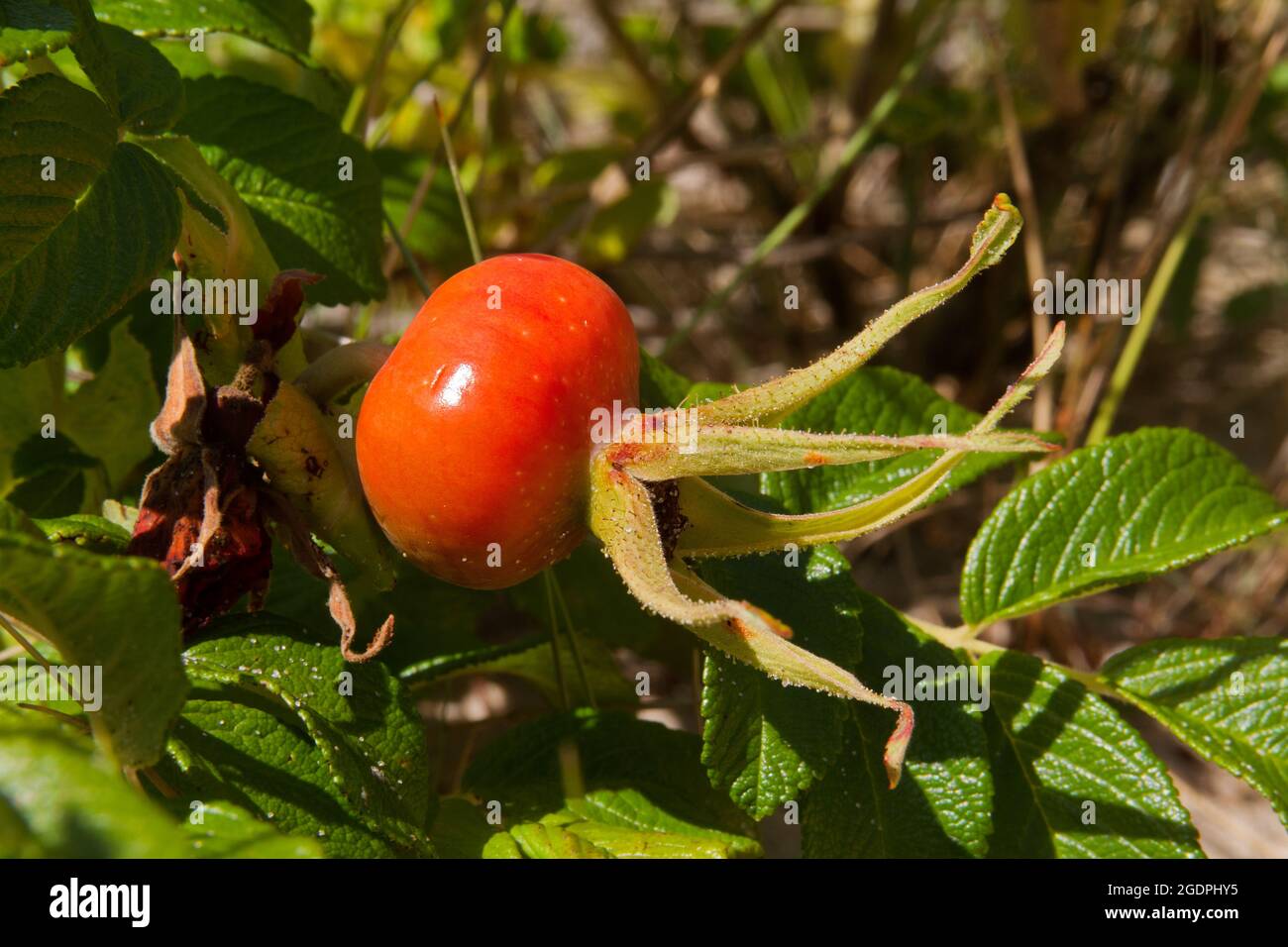 Rosa rossa anca di Rosa rugosa Foto Stock