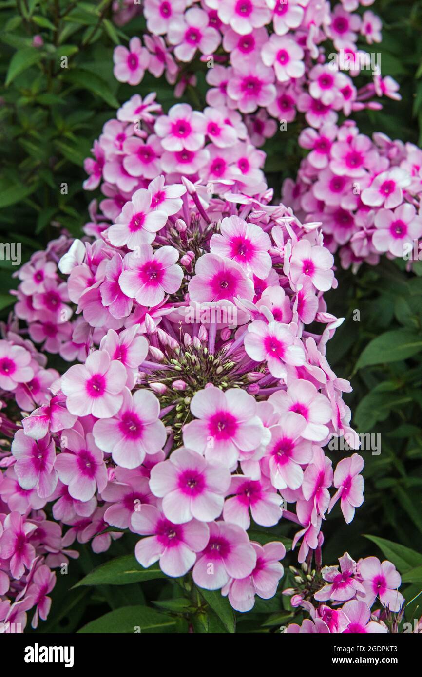 Pink Phlox, famiglia Polemoniaceae, in un giardino di confine durante l'estate Foto Stock