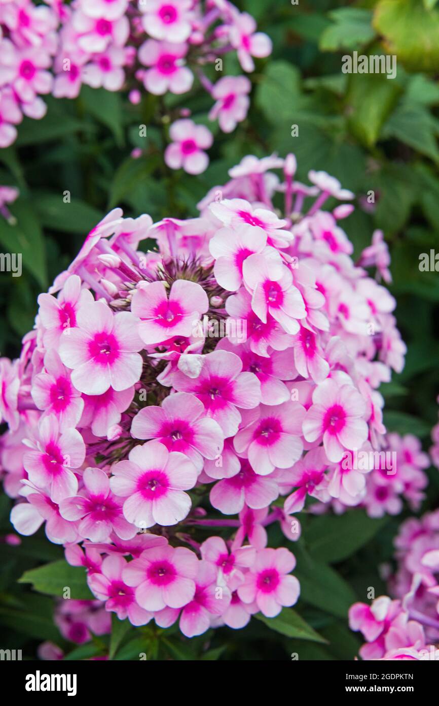 Pink Phlox, famiglia Polemoniaceae, in un giardino di confine durante l'estate Foto Stock