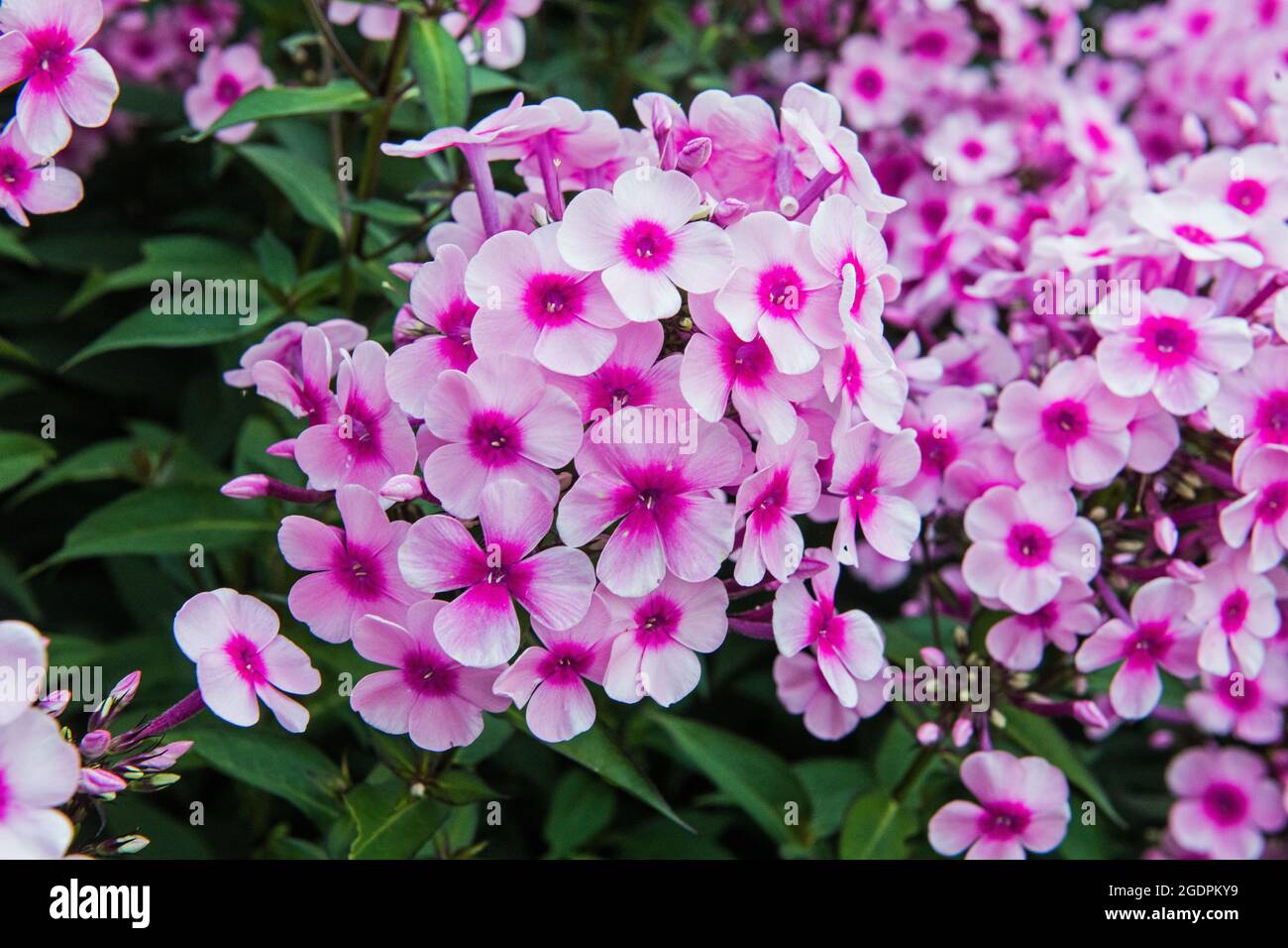 Pink Phlox, famiglia Polemoniaceae, in un giardino di confine durante l'estate Foto Stock
