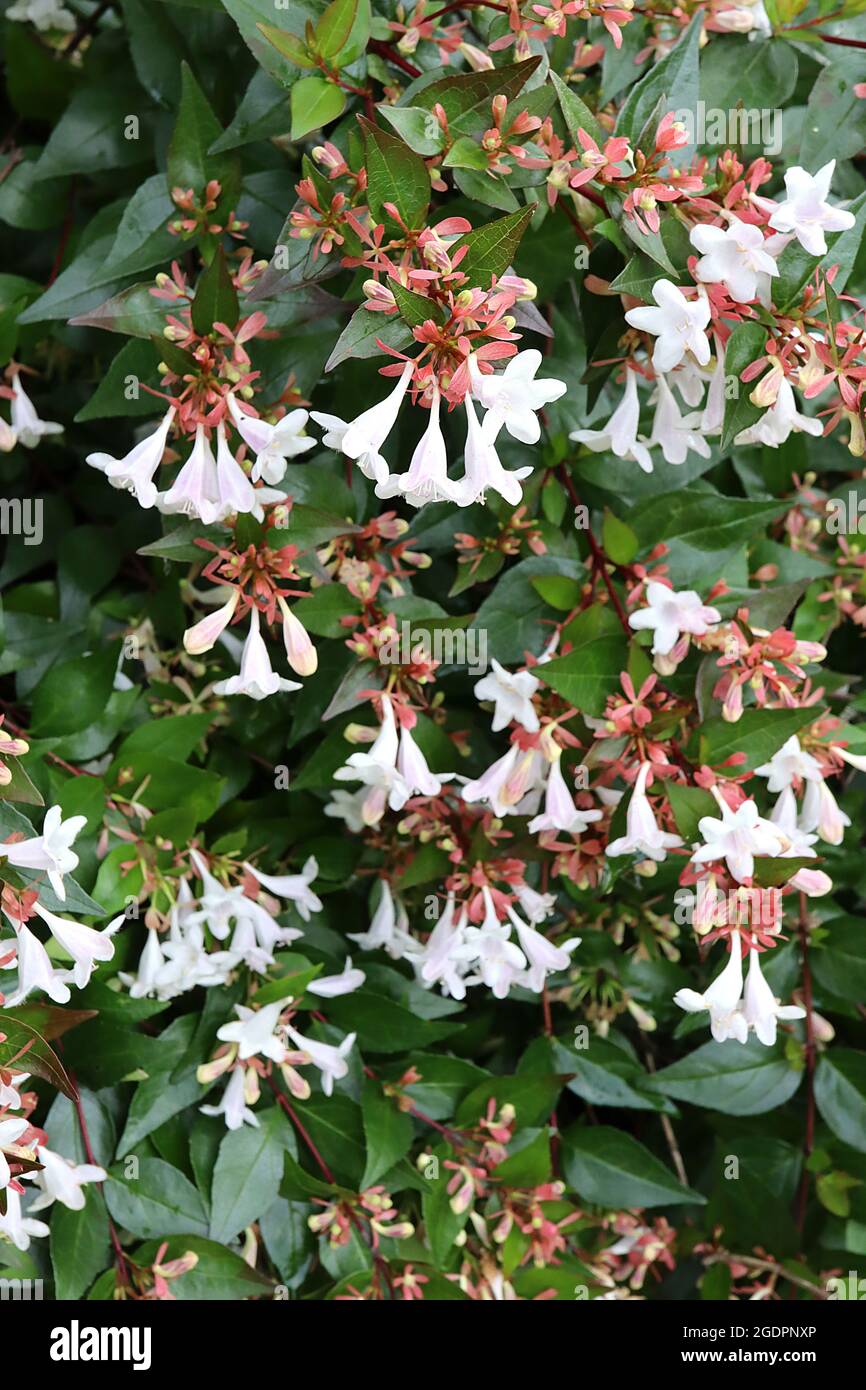 Abelia x grandiflora ‘prostrate White’ Abelia prostrate White – foglie mid green lucide con margini di crema, steli rossi, luglio, Inghilterra, Regno Unito Foto Stock