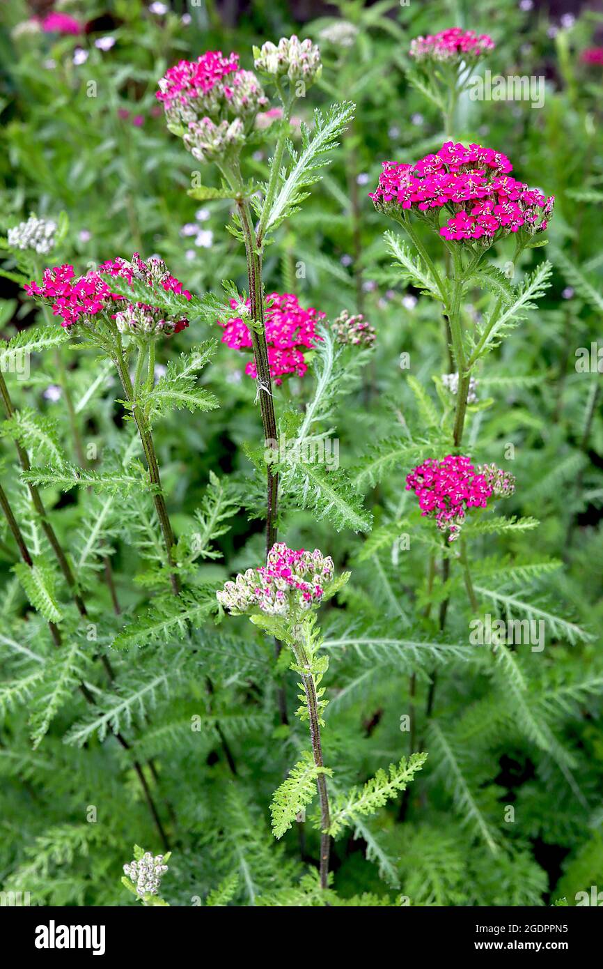 Achillea millefolium ‘New Vintage Rose’ Yarrow New Vintage Rose - dense teste di fiori piatti di fiori rosa e foglie di ferny mid green, luglio, Regno Unito Foto Stock