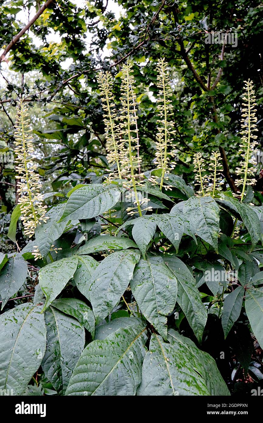 Aesculus parviflora Bottlebrush buckeye – racemi verticali di boccioli di fiori di crema e grandi foglie di composto palmatoso, luglio, Inghilterra, Regno Unito Foto Stock