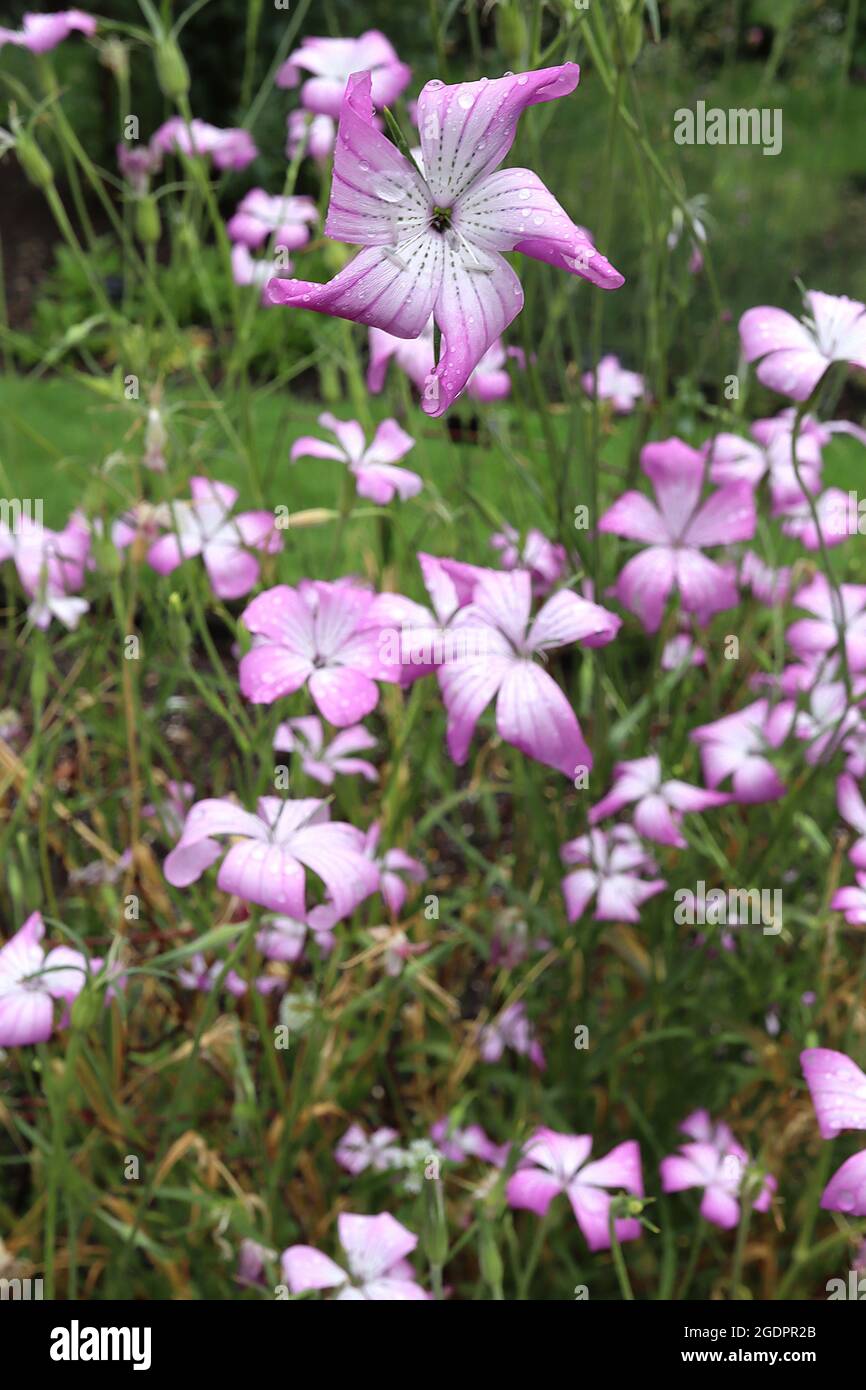 Agrostemma brachyloba Cornacle stretto – grandi fiori rosa profondi a forma di salice con centro bianco e linee nere punteggiate, luglio, Inghilterra, Regno Unito Foto Stock
