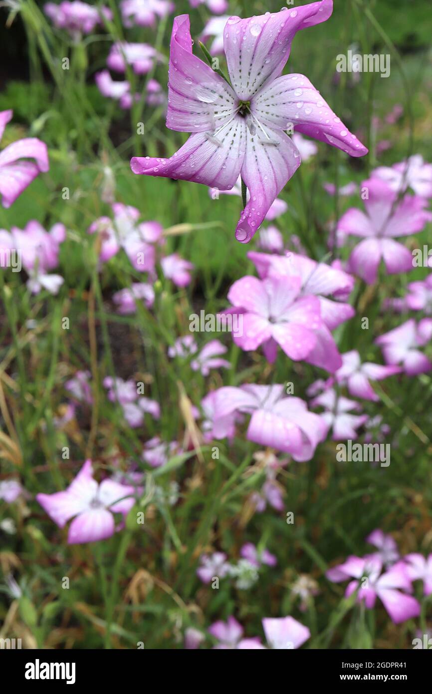 Agrostemma brachyloba Cornacle stretto – grandi fiori rosa profondi a forma di salice con centro bianco e linee nere punteggiate, luglio, Inghilterra, Regno Unito Foto Stock