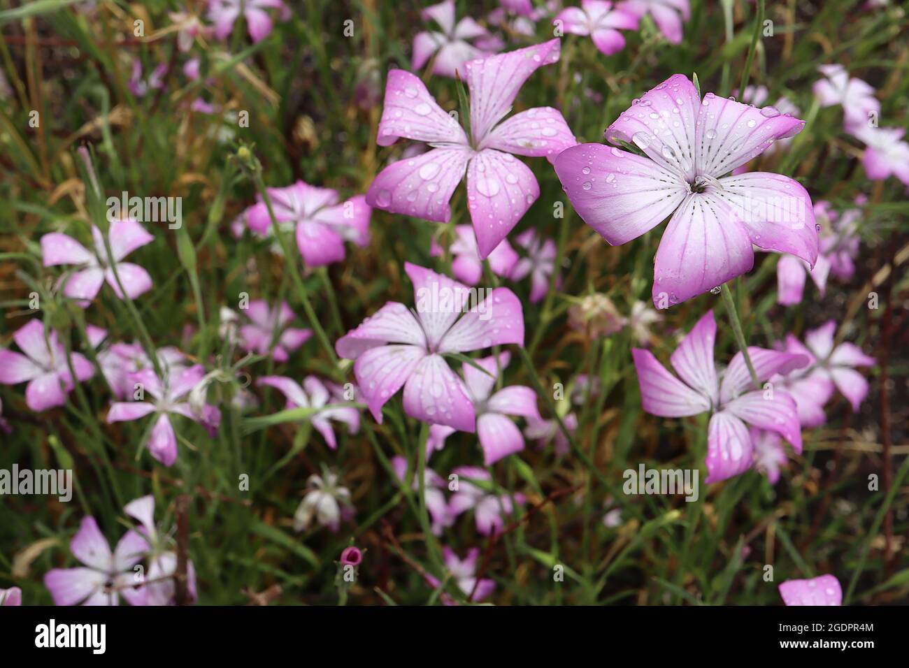 Agrostemma brachyloba Cornacle stretto – grandi fiori rosa profondi a forma di salice con centro bianco e linee nere punteggiate, luglio, Inghilterra, Regno Unito Foto Stock