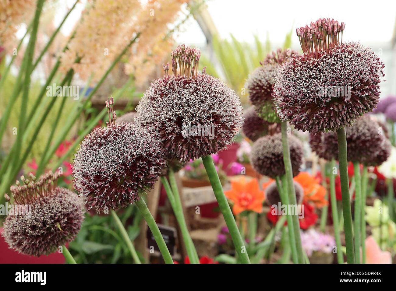 Allium amethystinum ‘forelock’ ciuffi di grappoli di fiori stocchi sulla cima di un cumulo sferico di fiori filiformi di calici viola, luglio, Inghilterra, Regno Unito Foto Stock