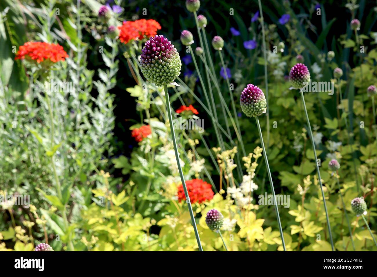 Allium sphaerocephalon drumstick allium – denso grappolo a forma di uovo di fiori porpora profonda, luglio, Inghilterra, Regno Unito Foto Stock