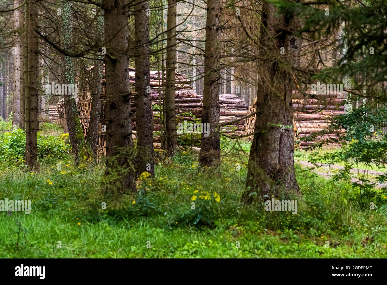 Legno di tronchi vicino Sorge, Germania Foto Stock