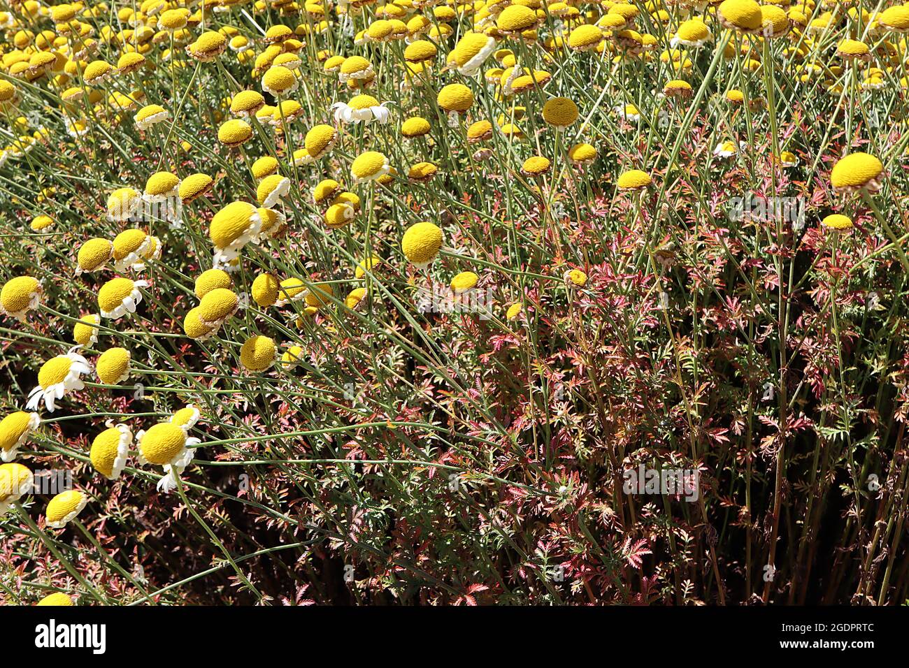 Anthemis tintoria ‘Sauce Hollandaise’ la salsa camomilla di Dyer Hollandaise – fiori bianchi e panna con centro giallo, luglio, Inghilterra, Regno Unito Foto Stock