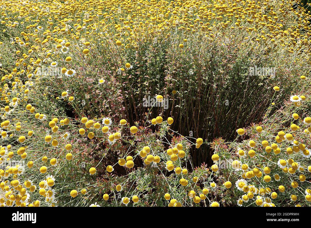 Anthemis tintoria ‘Sauce Hollandaise’ la salsa camomilla di Dyer Hollandaise – fiori bianchi e panna con centro giallo, luglio, Inghilterra, Regno Unito Foto Stock