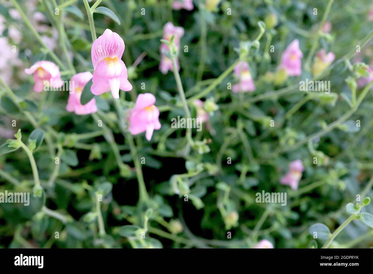 Antirrhinum charidemi snapdragon Charidemi – grandi gruppi di fiori rosa medi con vene viola e palato bianco giallo, luglio, Inghilterra, Foto Stock