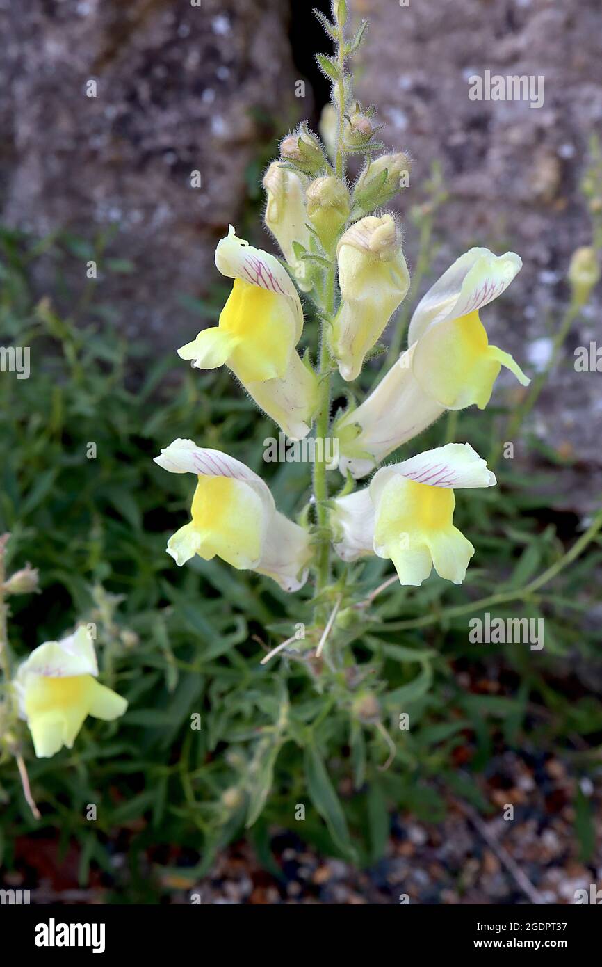 Antirrhinum siculum snapdragon siciliano – razziale di fiori di crema con vene viola e palato giallo prominente, luglio, Inghilterra, Regno Unito Foto Stock