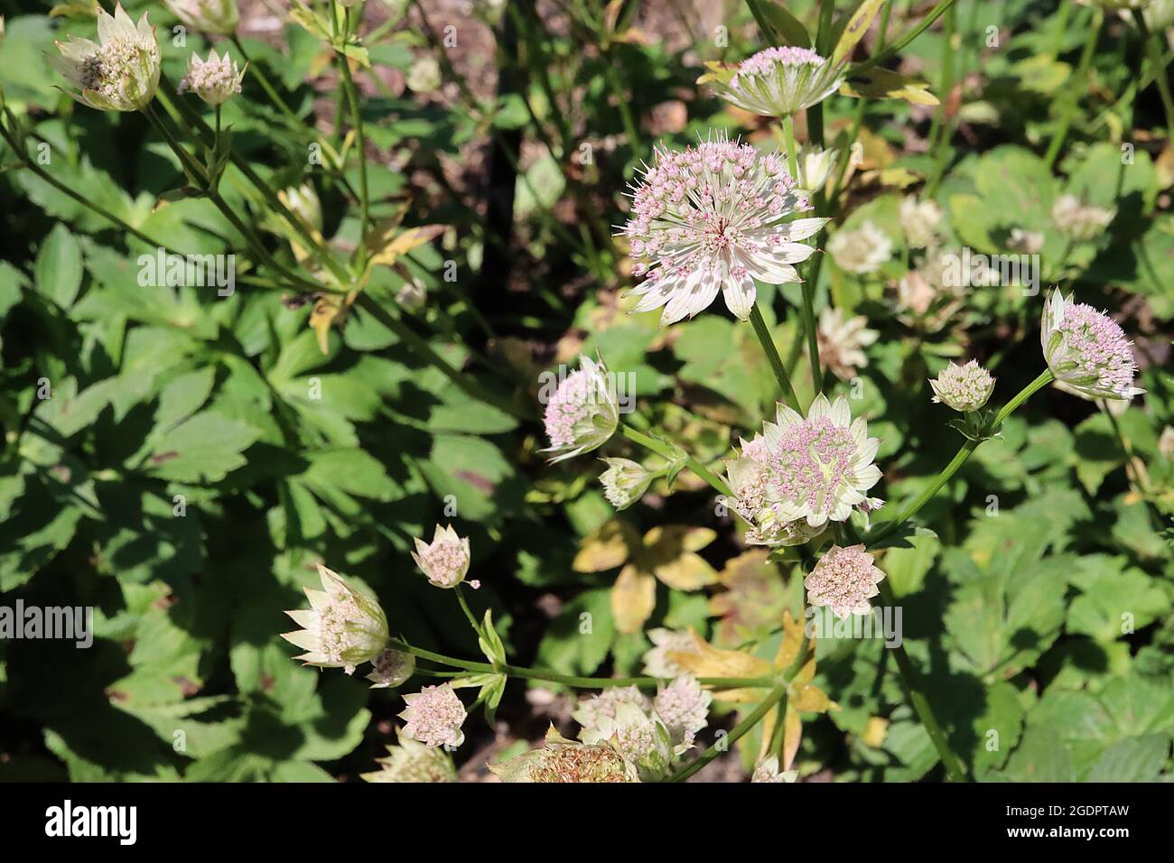 Astrantia Major ‘Buckland’ masterwort Buckland – fiori tubolari rosa pallido con bracche bianche con punta verde, luglio, Inghilterra, Regno Unito Foto Stock
