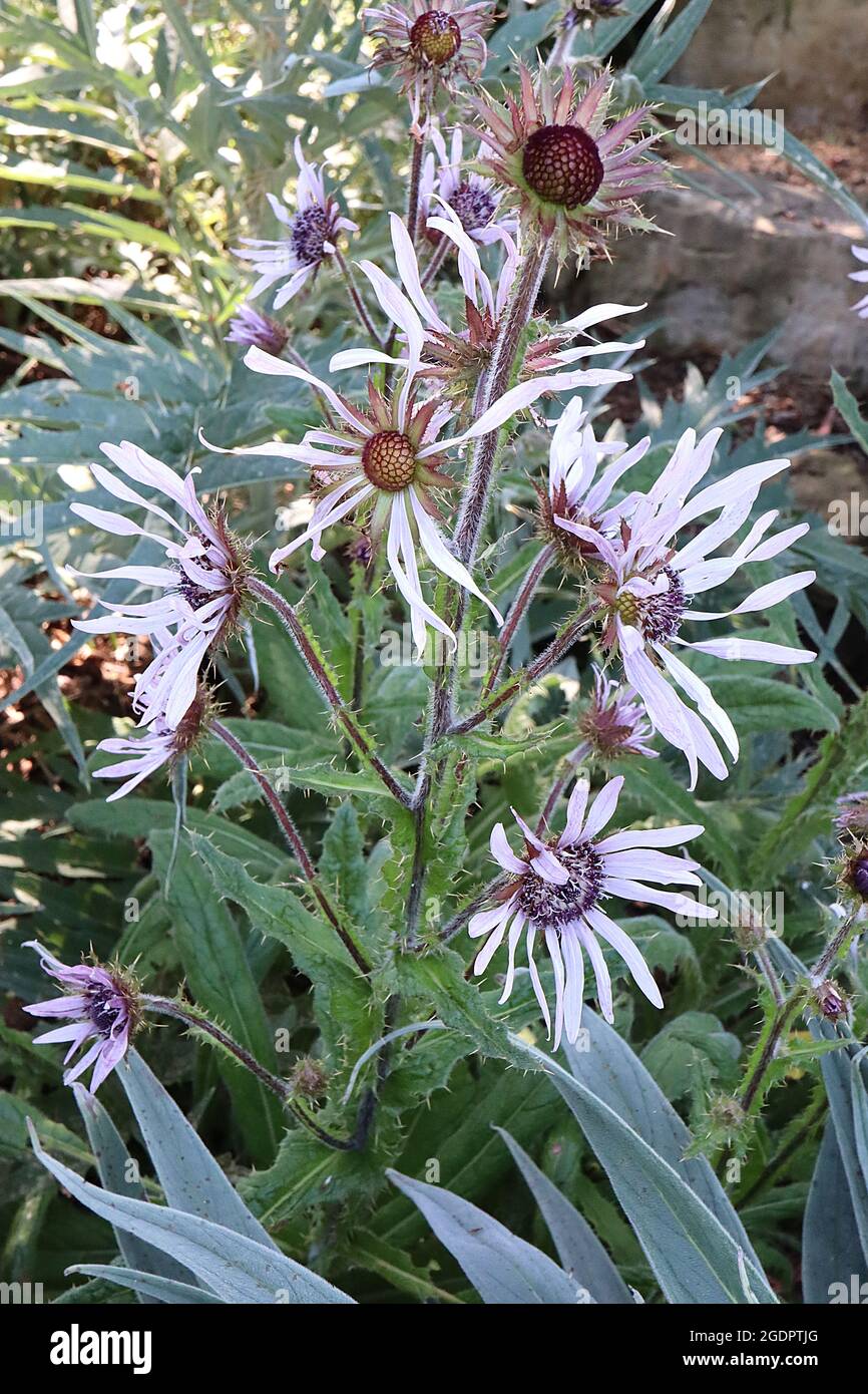 Berkheya purpurea viola berkheya – lavanda daisy-come fiori e lunghe lance-forma foglie spinose, luglio, Inghilterra, Regno Unito Foto Stock