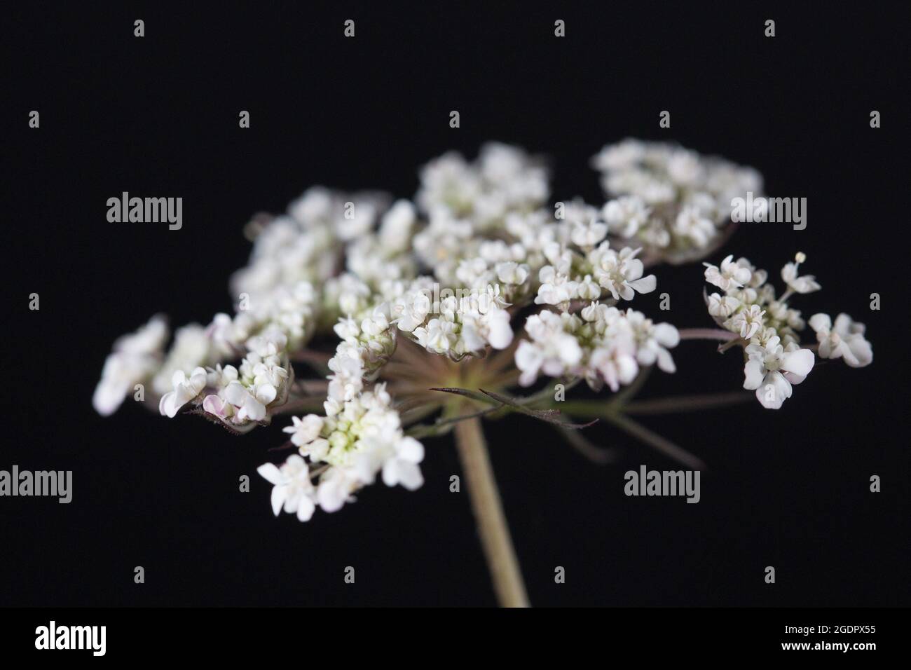 Drammatico ritratto da vicino di Daucus carota, conosciuto anche come il Merletto della Regina Anna. Foto Stock