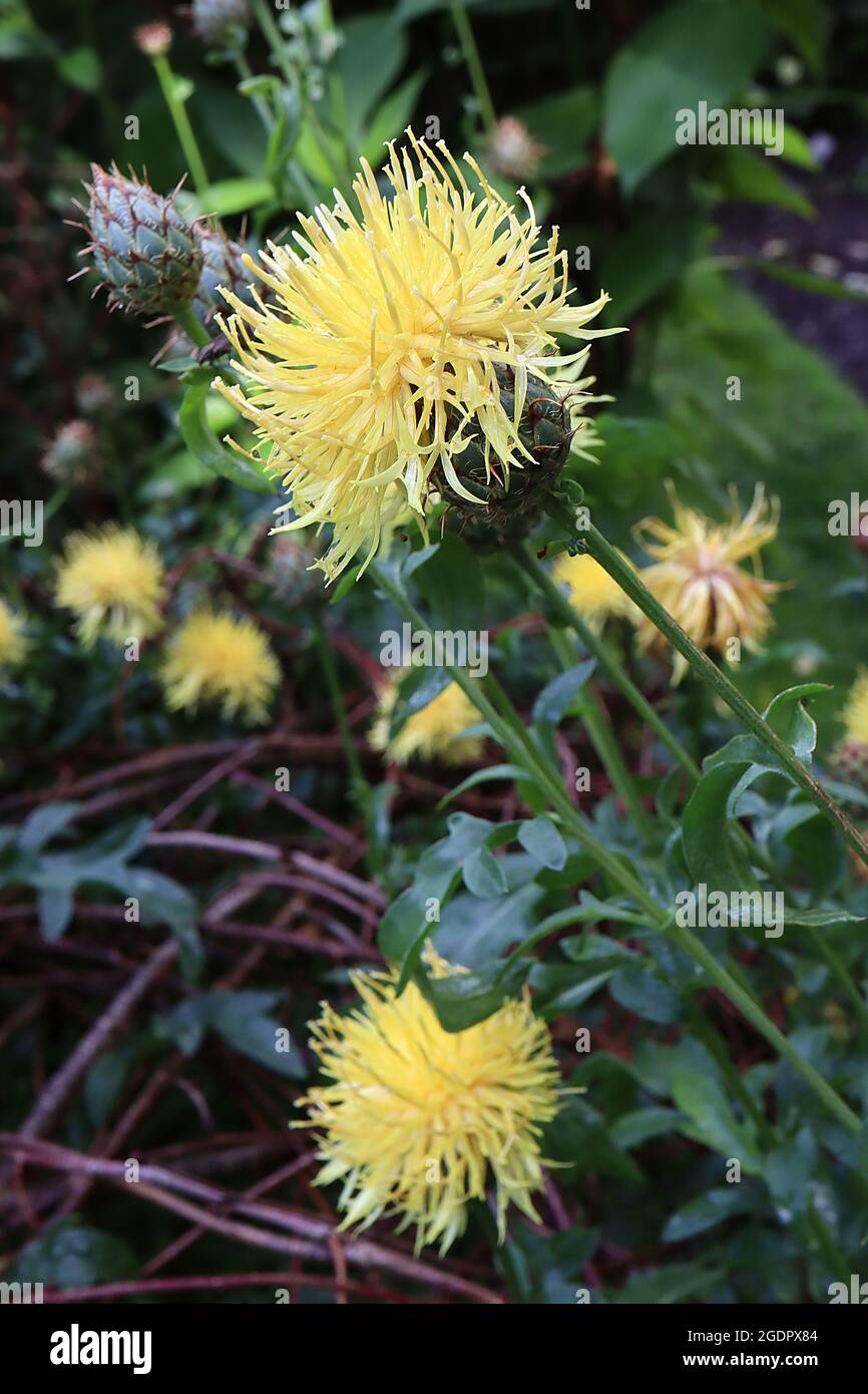 Centaurea salonitana Salonitana knapweed – corona di fiori tubolari giallo pallido in cima all'elegante calice verde e foglie pinately dissecate su steli alti, Foto Stock