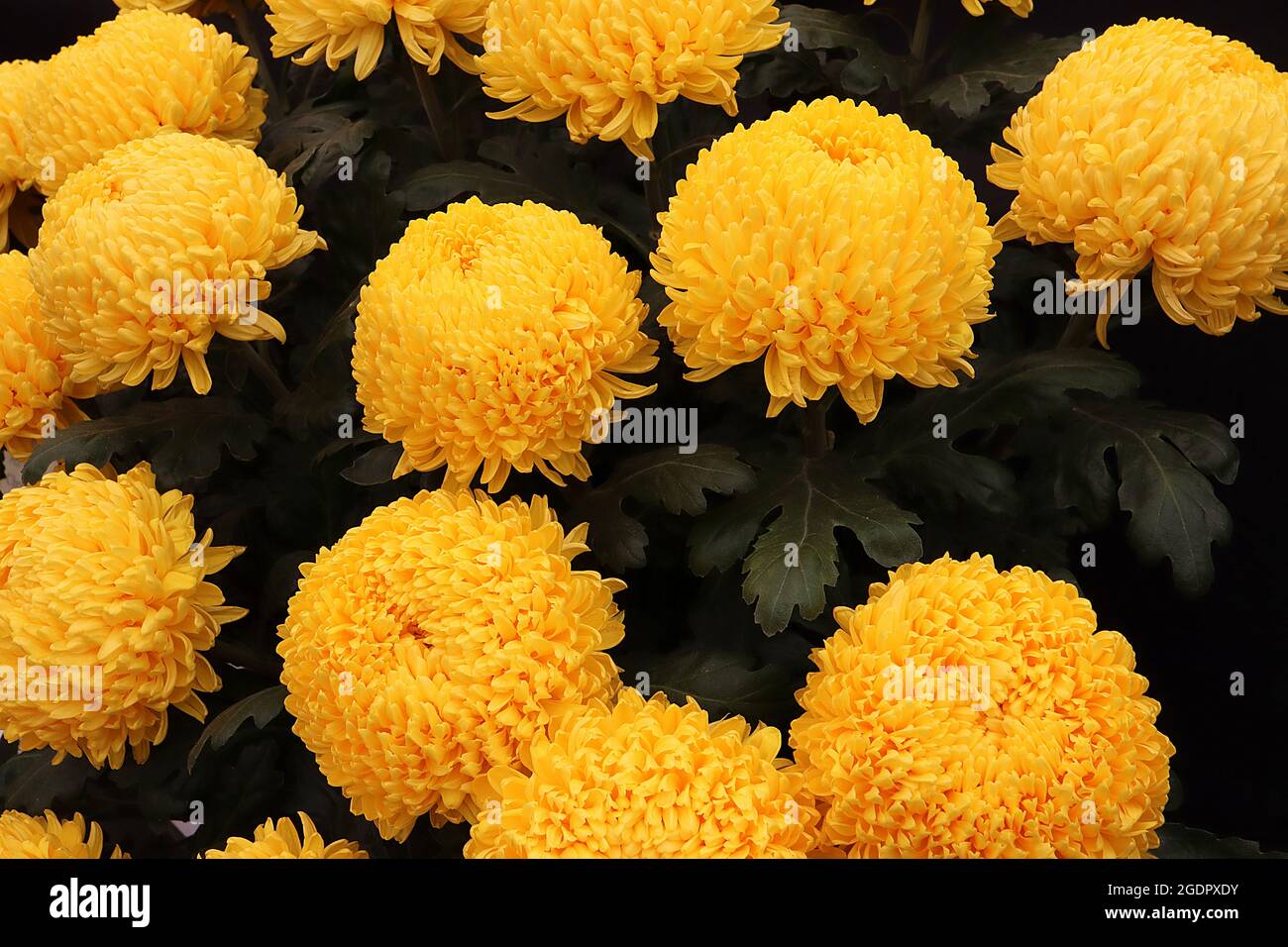Chrysanthemum ‘Misty Golden’ fiori di colore giallo dorato con petali strettamente impaccati, luglio, Inghilterra, Regno Unito Foto Stock