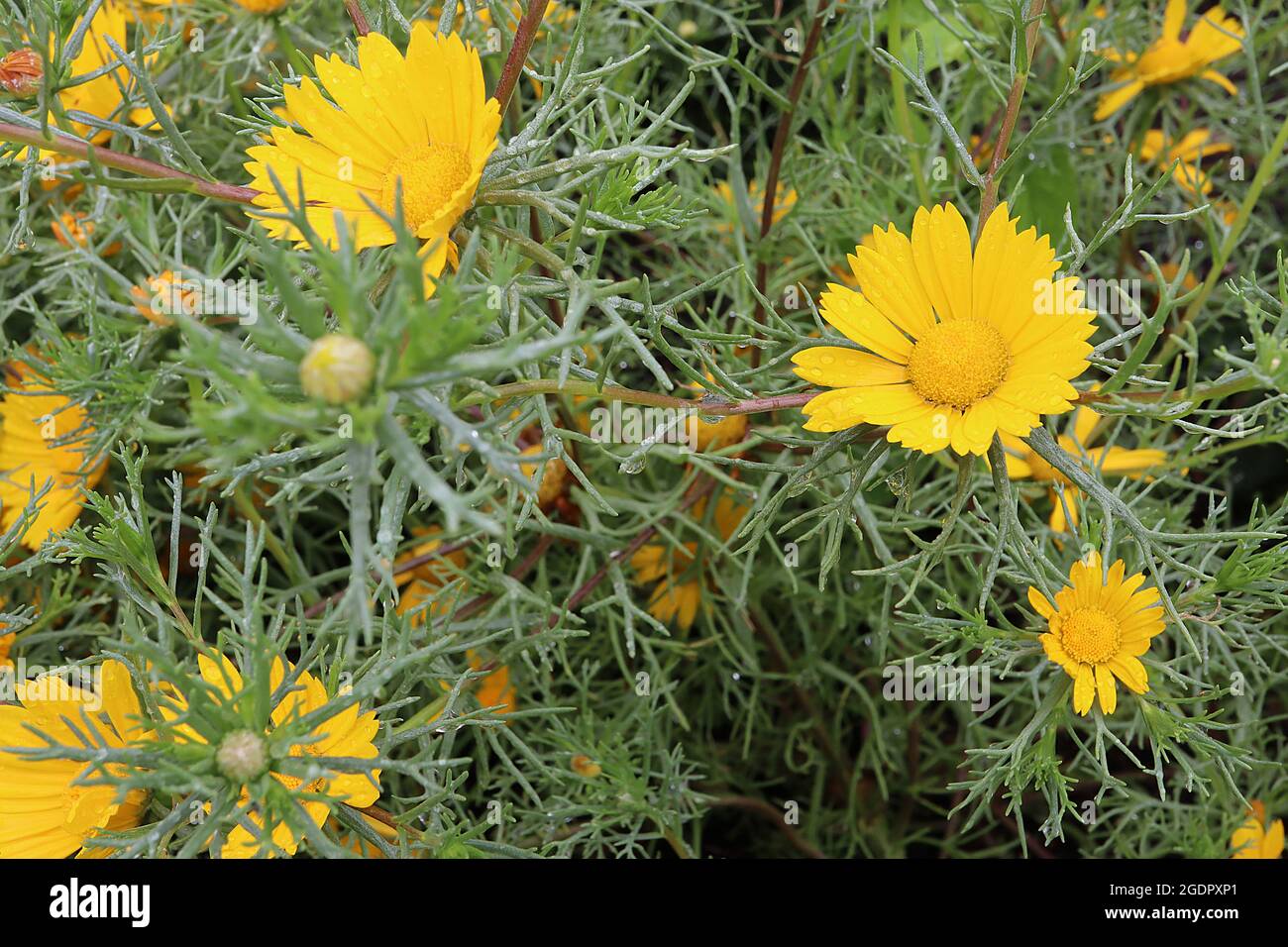Cladanthus arabicus ‘Corona d’Oro’ oro della Corona d’Oro araba – massa di margherite gialle e fogliame verde grigio di piuma, luglio, Inghilterra, Regno Unito Foto Stock