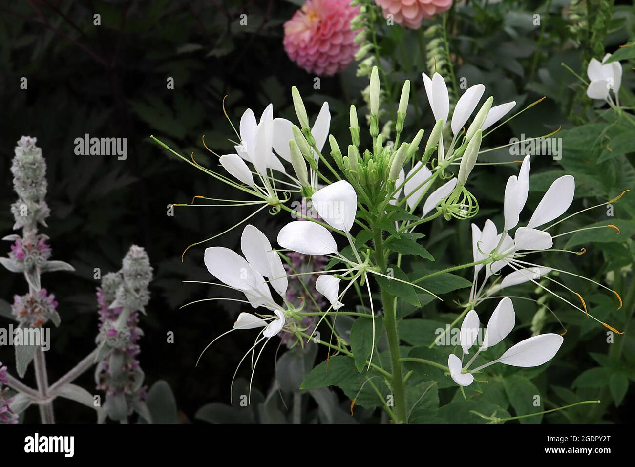 Cleome hassleriana ‘Helen Campbell’ ragno flower Helen Campbell – grappoli di petali bianchi separati, foglie di palmate e steli alti, luglio, Inghilterra, Foto Stock