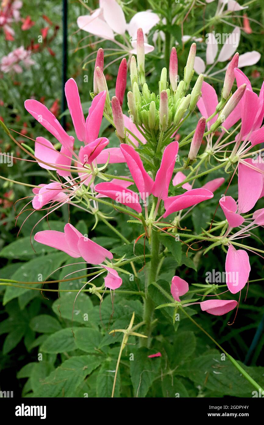 Cleome hassleriana ‘Rose Queen’ ragno flower Rose Queen - grappoli di petali rosa separati, foglie di palmate e steli alti, luglio, Inghilterra, Regno Unito Foto Stock