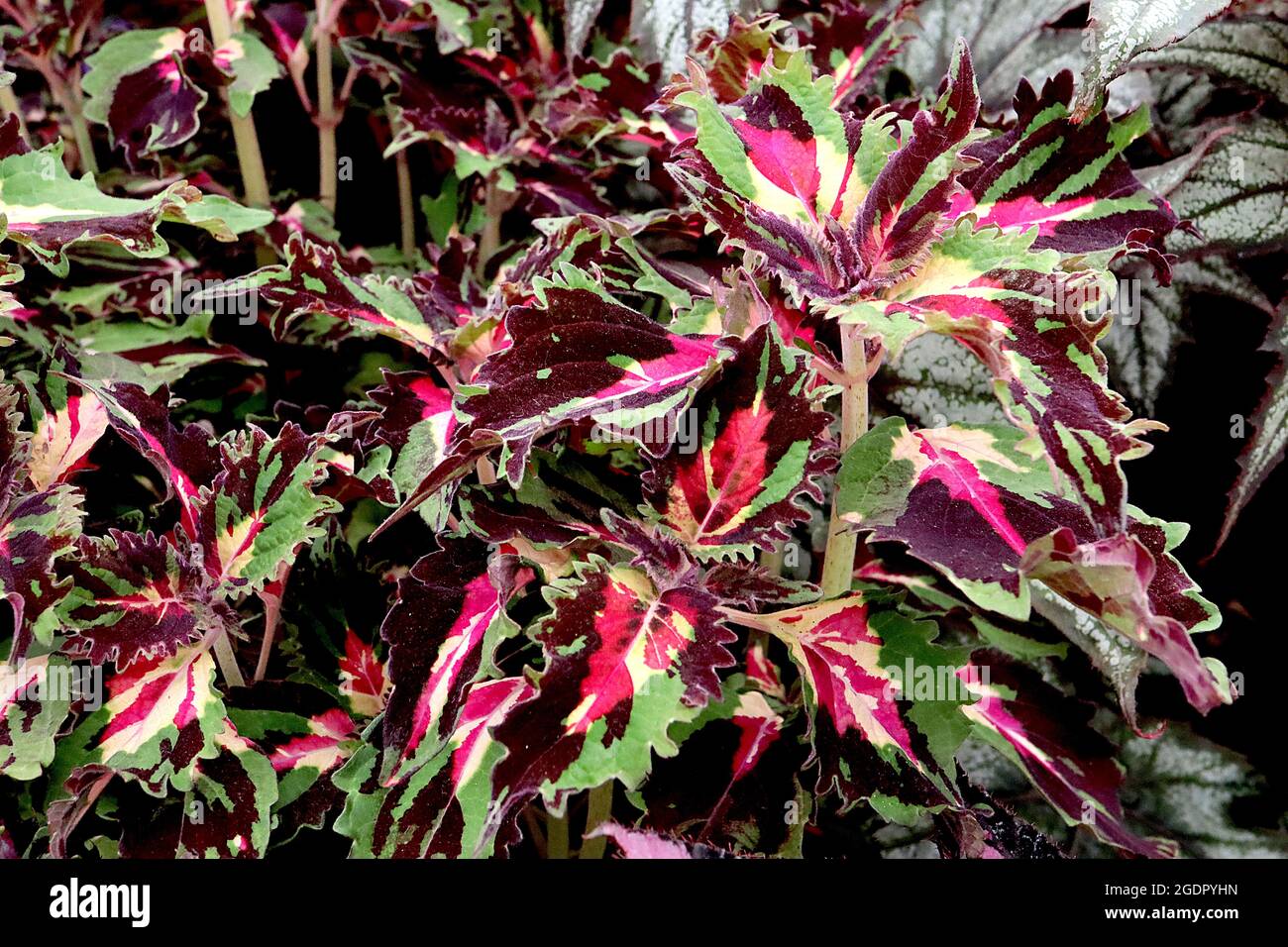Coleus ‘Dazzler’ Flame Nettle Dazzler – foglie di crema ovate e irregolarmente scaloppate con spruzzi di borgogna, verde medio e cremisi, luglio, Inghilterra, Foto Stock
