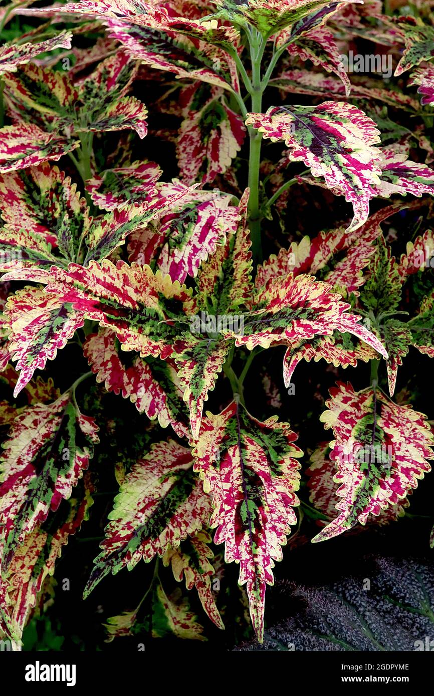 Coleus ‘Paisley Shawl ‘ Flame Nettle Paisley Shawl – foglie di crema ovate e scaloppate con spratter di borgogna, verde medio e cremisi, luglio, Inghilterra, Foto Stock