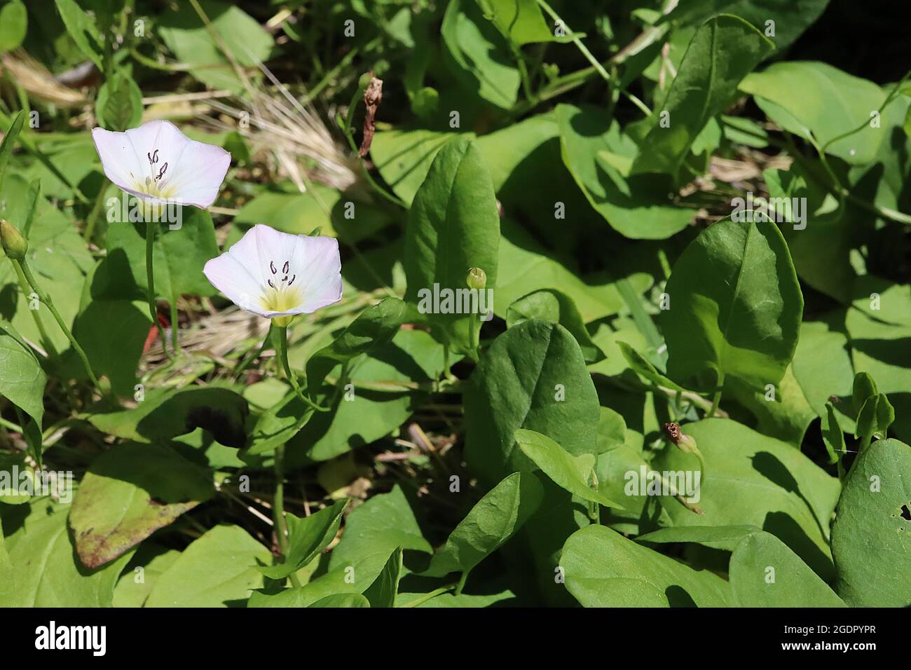 Convolvulus arvensis Field bindweed – fiori a forma di imbuto rosa e bianco su viti tortuose lungo il terreno, luglio, Inghilterra, Regno Unito Foto Stock