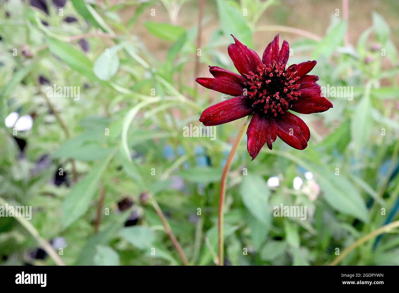 Cosmo di cioccolato COSMOS atrosangineus – fiori a forma di ciotola e foglie a forma di lancia, luglio, Inghilterra, Regno Unito Foto Stock