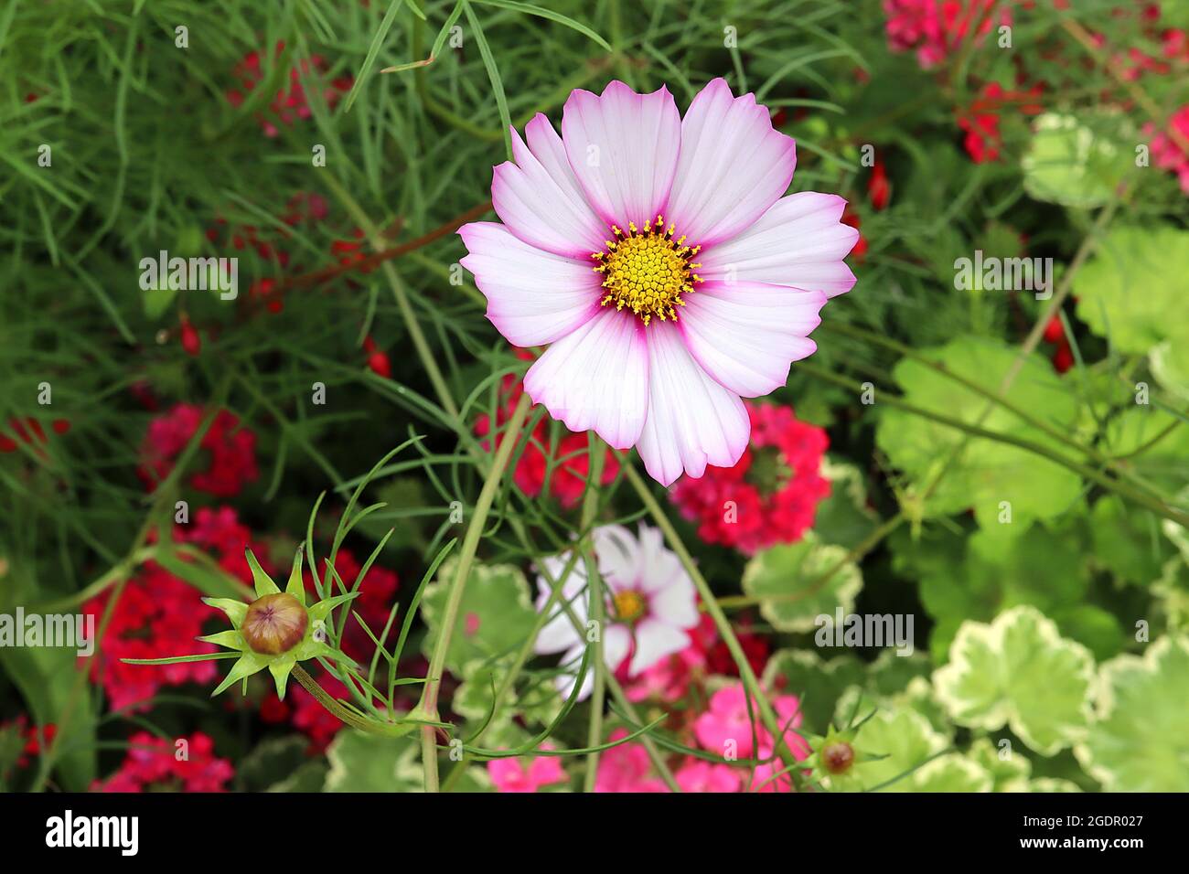 COSMOS bipinnatus ‘Candy Stripe’ fiori bianchi a forma di ciotola con margini di cremisi e foglie di piuma, luglio, Inghilterra, Regno Unito Foto Stock