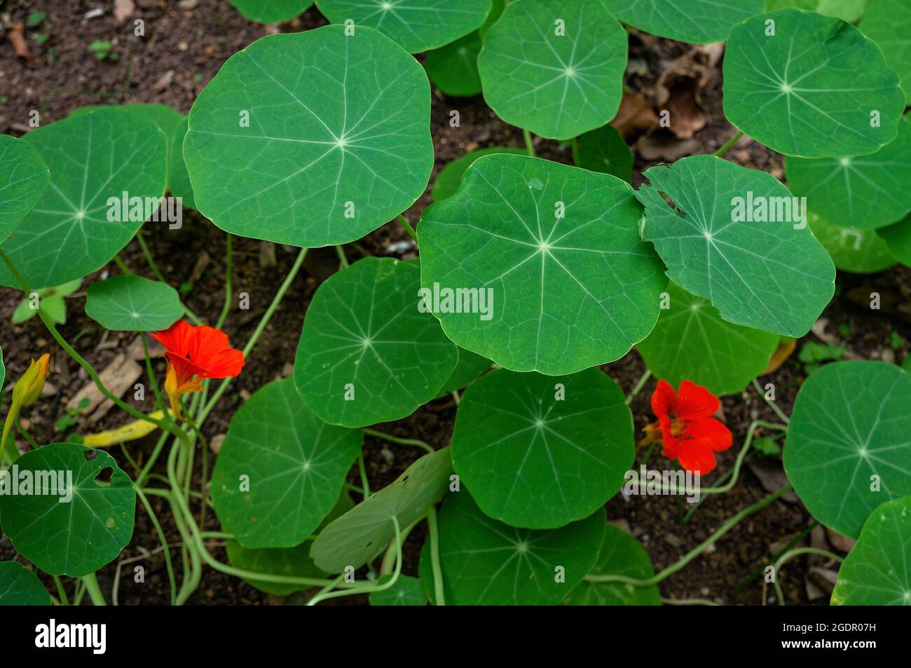 Primo piano di alcuni tropaeolum majus (nasturzio giardino - una specie di piante in fiore della famiglia Tropaeolaceae) in fase di coltivazione in un letto di fiori Foto Stock