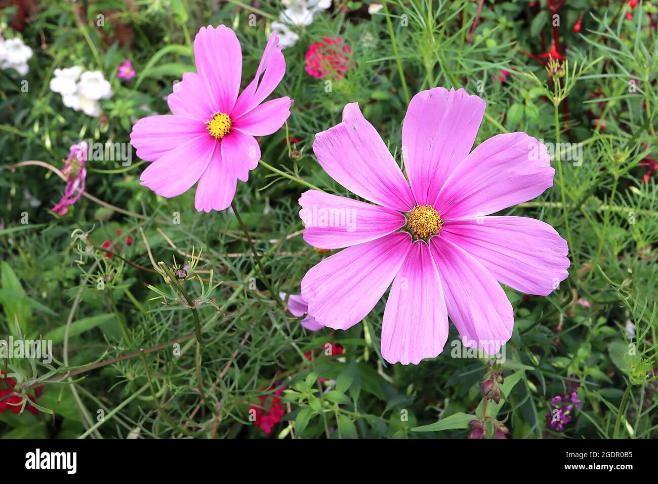 COSMOS bipinnatus ‘Versailles Dark Rose’ fiori rosa medio a forma di ciotola con alone rosa scuro e foglie di piuma, luglio, Inghilterra, Regno Unito Foto Stock