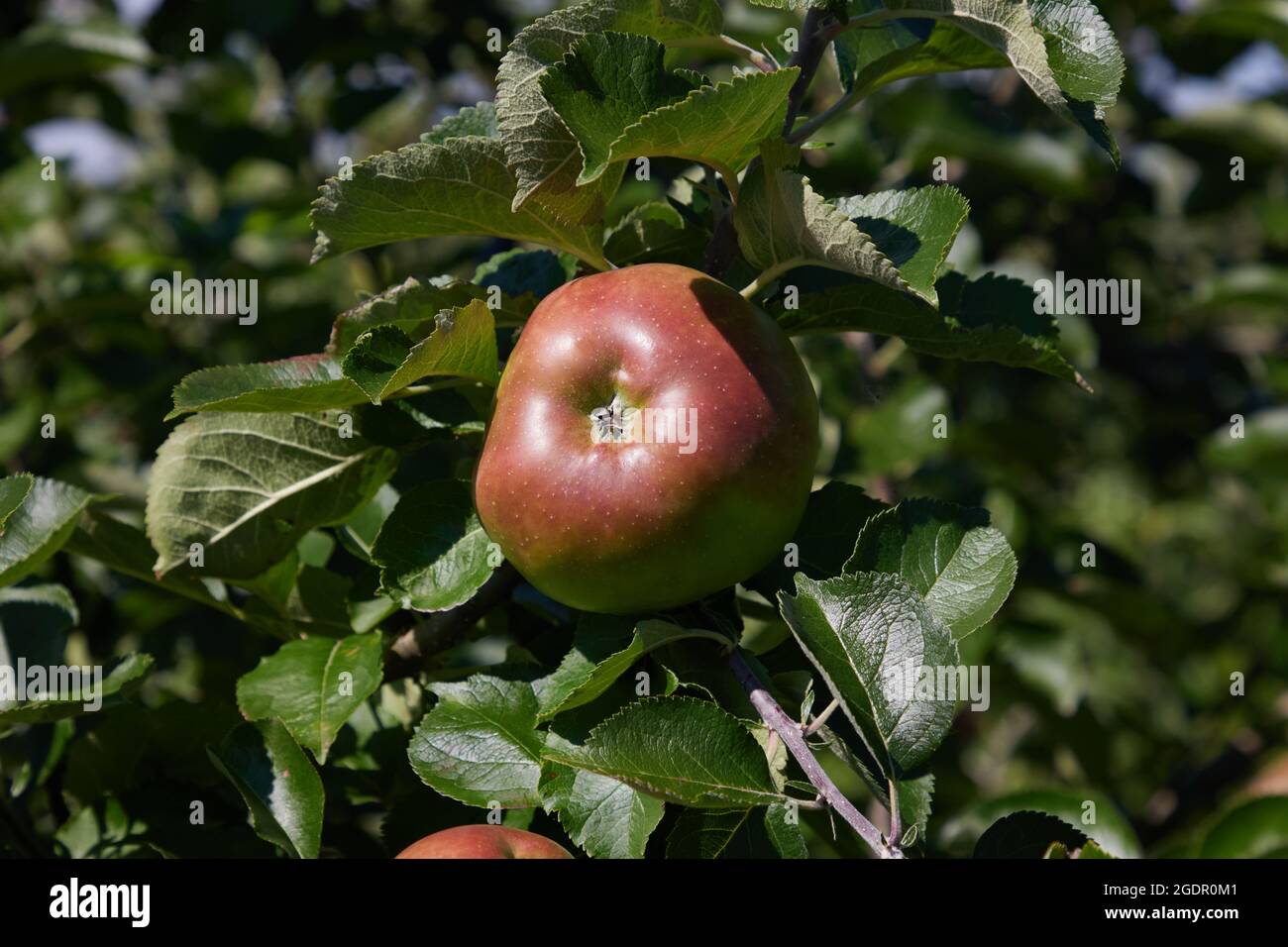 Mele viste sull'albero nel mese di agosto, Regno Unito. Foto Stock