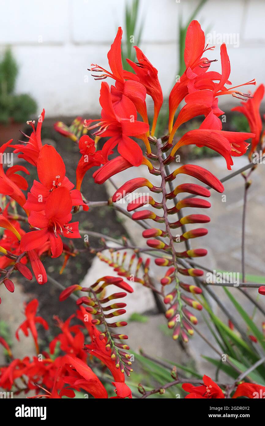 Crocosmia ‘Firebird’ Racemi orizzontali a forcella di rosso scarlatto grandi o piccoli fiori e foglie pieghettate a forma di spada, luglio, Inghilterra, Regno Unito Foto Stock