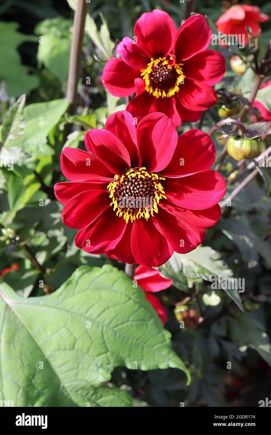 Dahlia ‘Bishop of Auckland’ Misc class Group 10 fiori singoli rossi profondi, foglie scure, luglio, Inghilterra, Regno Unito Foto Stock