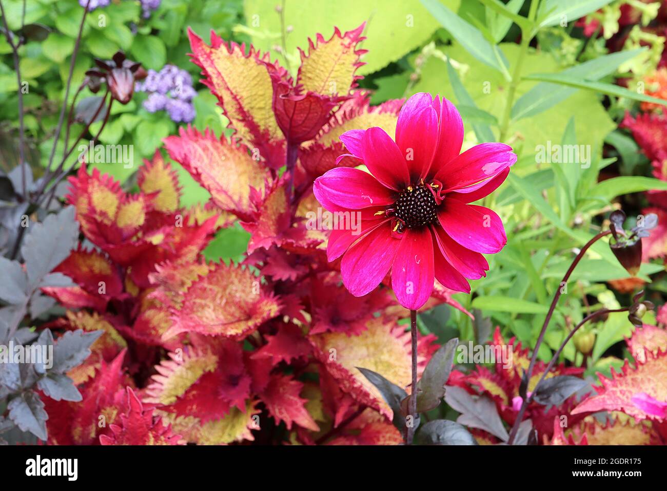 Dahlia ‘Bishop of Canterbury’ Misc class Group 10 fiori semi-doppi magenta, fogliame scuro, luglio, Inghilterra, Regno Unito Foto Stock