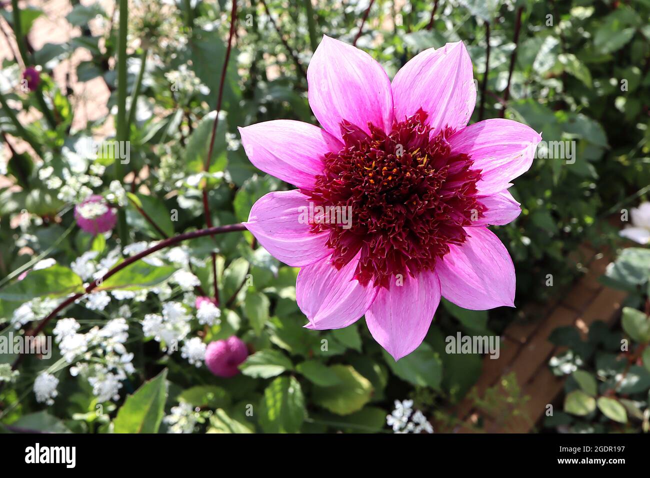 Dahlia ‘Blue Bayou’ Anemone-fiorito Gruppo 2 fiori rosa viola, petali interni tubolari di cremisi, luglio, Inghilterra, Regno Unito Foto Stock