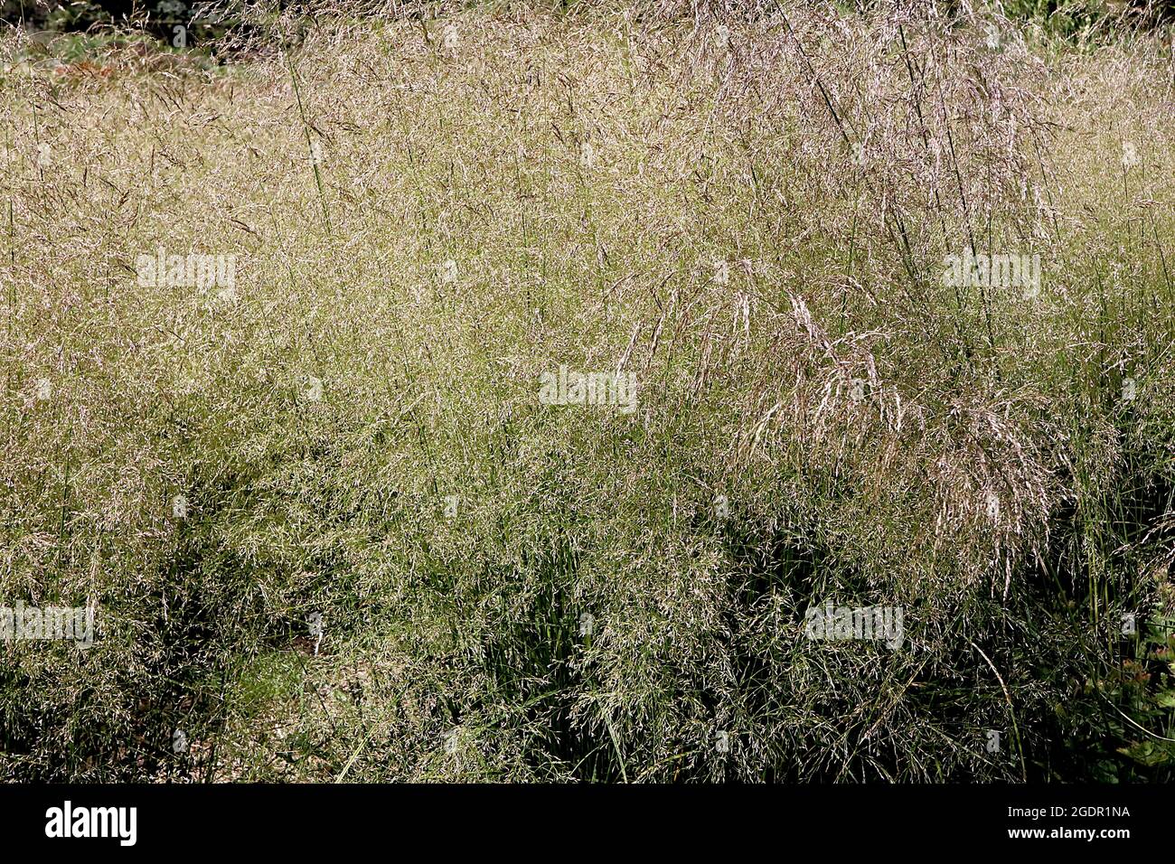 Deschampia ‘Schottland’ Scozzese tufted hair grass – arcuando paniclette di peluche su steli di colore verde scuro, luglio, Inghilterra, Regno Unito Foto Stock