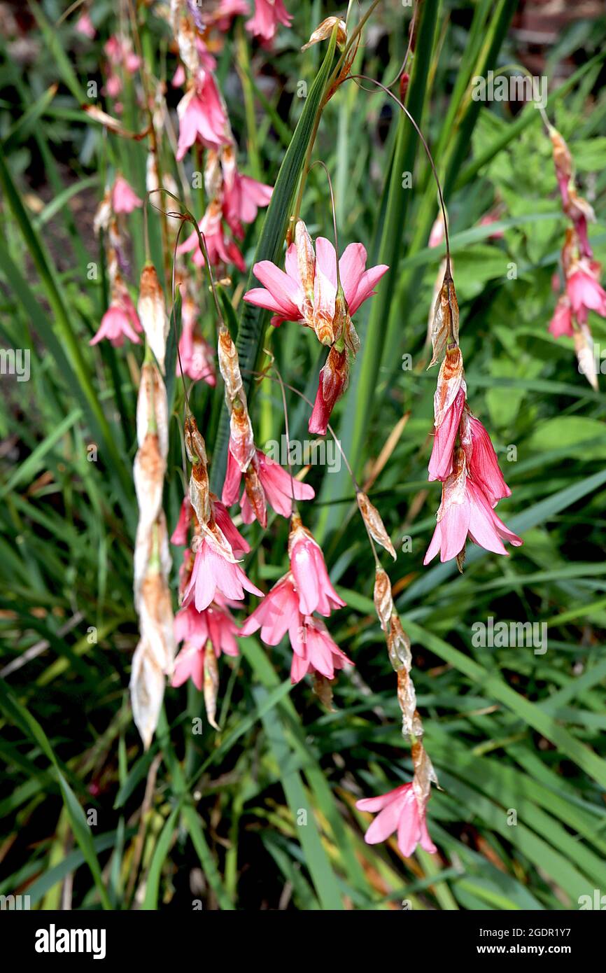 Dierama dracomontanum angeli canna da pesca – steli ad arco di corallo rosa fiori pendoli, luglio, Inghilterra, Regno Unito Foto Stock