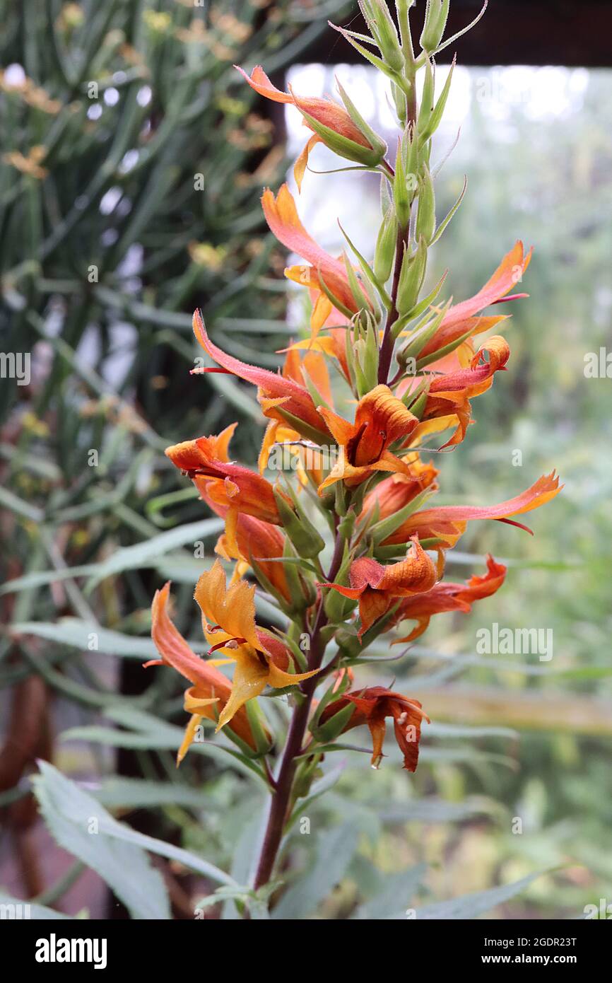 Digitalis / Isoplexis isabelliana guanto di anguilla Isabels – fiori di arancio scuro a forma di campana aperti con gola arancione, labbro superiore lungo e setti svasati, luglio, Foto Stock