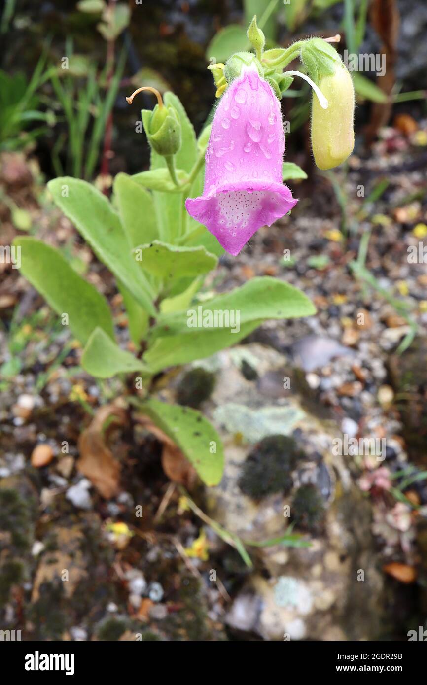 Digitalis thapsi Foxglove spagnolo – fiori rosa medi a campana aperti con gola bianca e macchie rosa, foglie verdi fresche, steli corti, luglio, Foto Stock