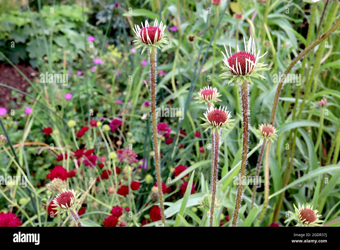 Echinacea pallida PETALI EMERGENTI viola pallido coneflower – petali di crema verticali e centro a forma di cono, luglio, Inghilterra, Regno Unito Foto Stock